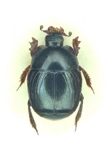 Hypocaccus metallicus